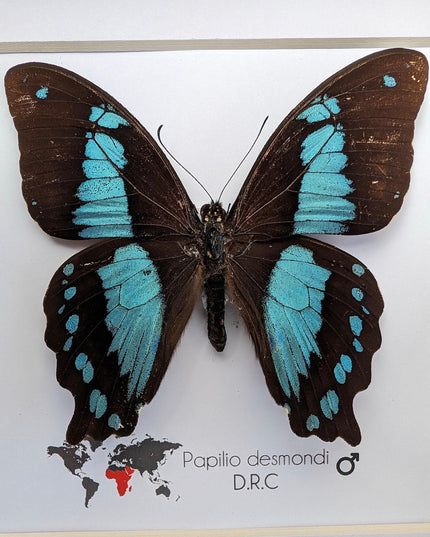 Papilio desmondi, the desmond's green-banded swallowtail, butterfly from africa, wall decor, taxidermy butterfly, entomology present