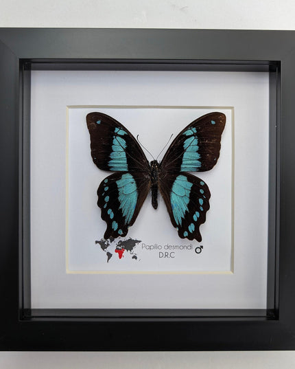 Papilio desmondi, the desmond's green-banded swallowtail, butterfly from africa, wall decor, taxidermy butterfly, entomology present