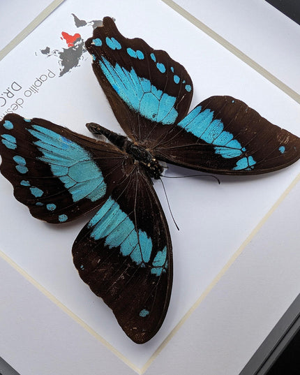 Papilio desmondi, the desmond's green-banded swallowtail, butterfly from africa, wall decor, taxidermy butterfly, entomology present