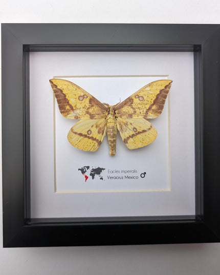 Framed Imperial Moth, Yellow Veracruz Specimen, 6" Shadowbox