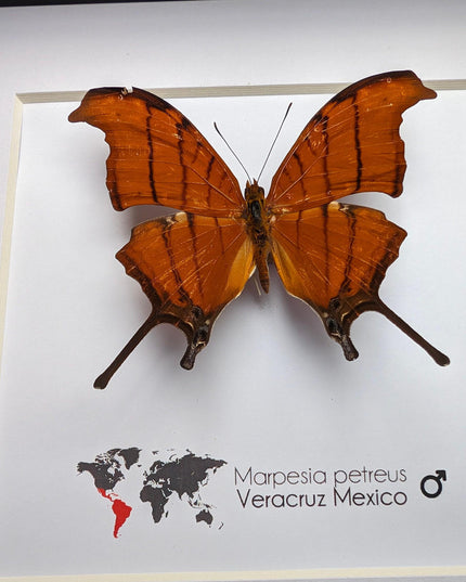 Framed Ruddy Daggerwing Butterfly, Taxidermy Entomology Wall Decor