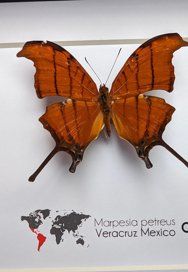 Framed Ruddy Daggerwing Butterfly, Taxidermy Entomology Wall Decor