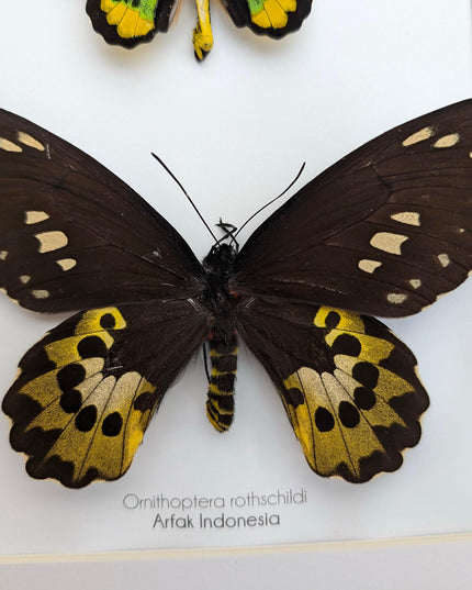 Framed Rothschild Birdwing Butterfly Pair, Taxidermy Entomology Decor
