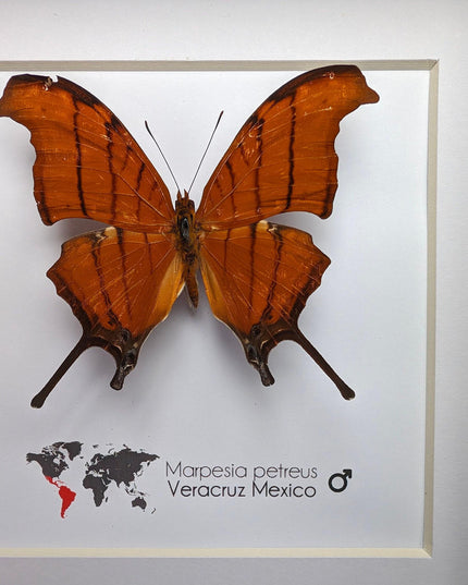Framed Ruddy Daggerwing Butterfly, Taxidermy Entomology Wall Decor