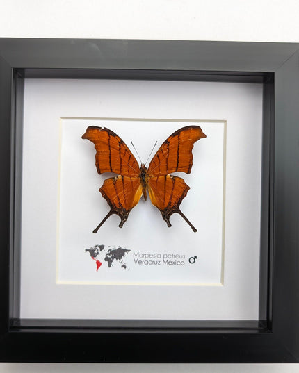 Framed Ruddy Daggerwing Butterfly, Taxidermy Entomology Wall Decor