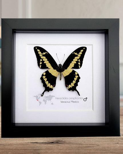 Framed Giant Swallowtail Butterfly, Taxidermy Entomology Wall Decor