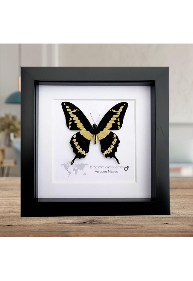 Framed Giant Swallowtail Butterfly, Taxidermy Entomology Wall Decor