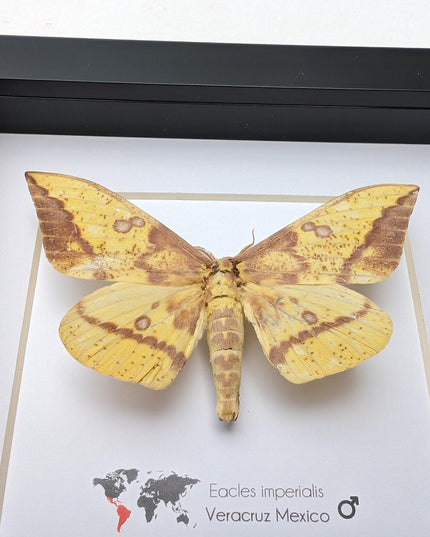 Framed Imperial Moth, Yellow Veracruz Specimen, 6" Shadowbox