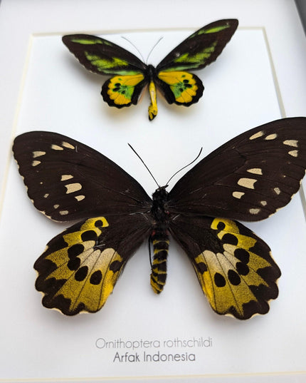 Framed Rothschild Birdwing Butterfly Pair, Taxidermy Entomology Decor