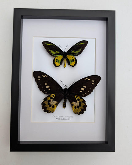Framed Rothschild Birdwing Butterfly Pair, Taxidermy Entomology Decor