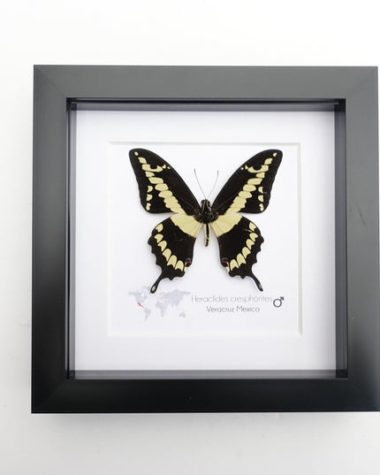 Framed Giant Swallowtail Butterfly, Taxidermy Entomology Wall Decor