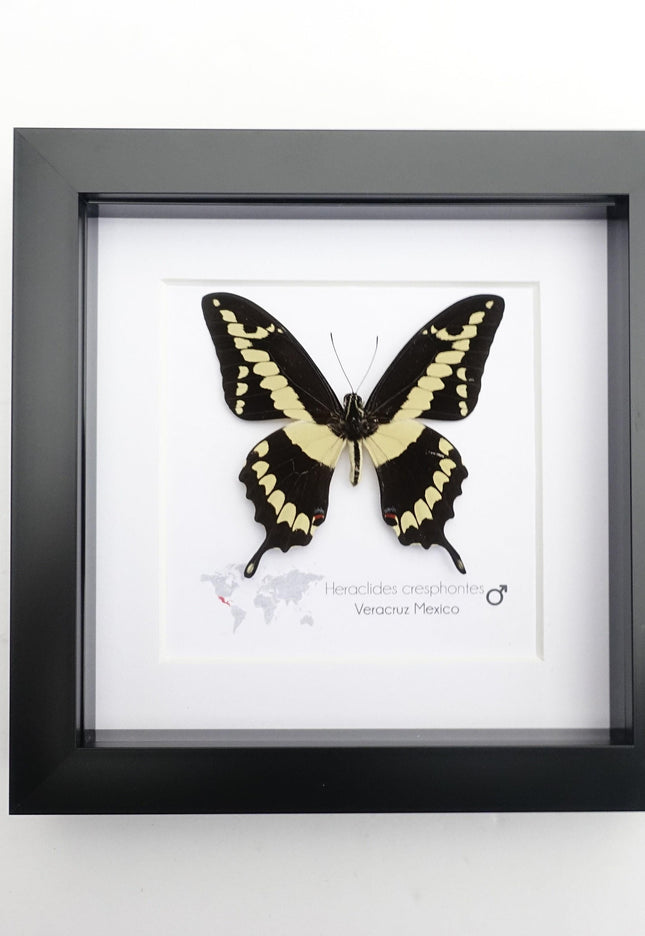 Framed Giant Swallowtail Butterfly, Taxidermy Entomology Wall Decor