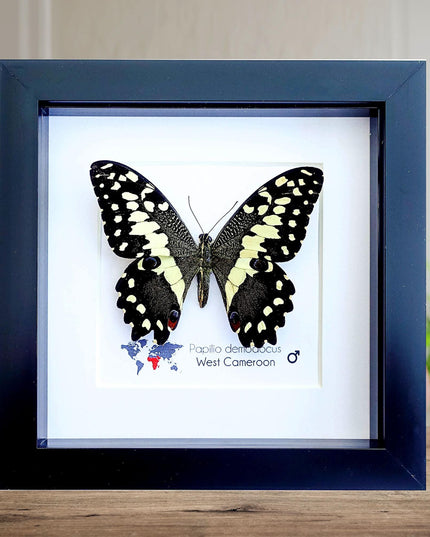 Framed citrus swallowtail butterfly - papilio demodocus - entomology wall art