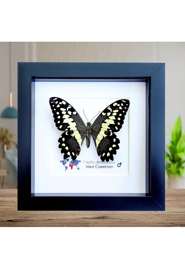 Framed citrus swallowtail butterfly - papilio demodocus - entomology wall art