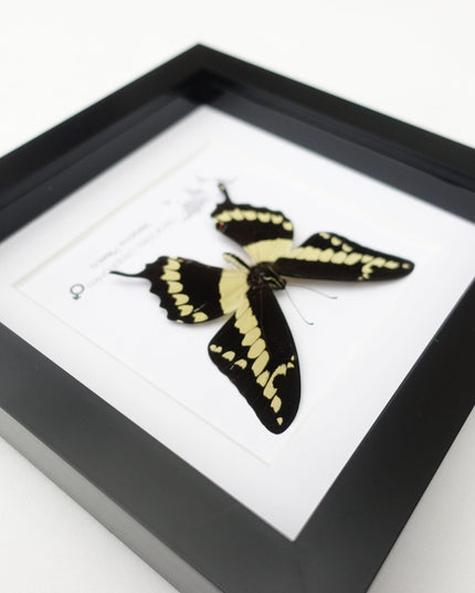 Framed Giant Swallowtail Butterfly, Taxidermy Entomology Wall Decor