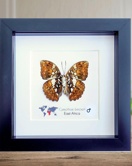 Framed Cymothoe Beckeri Butterfly, Taxidermy Entomology Wall Art