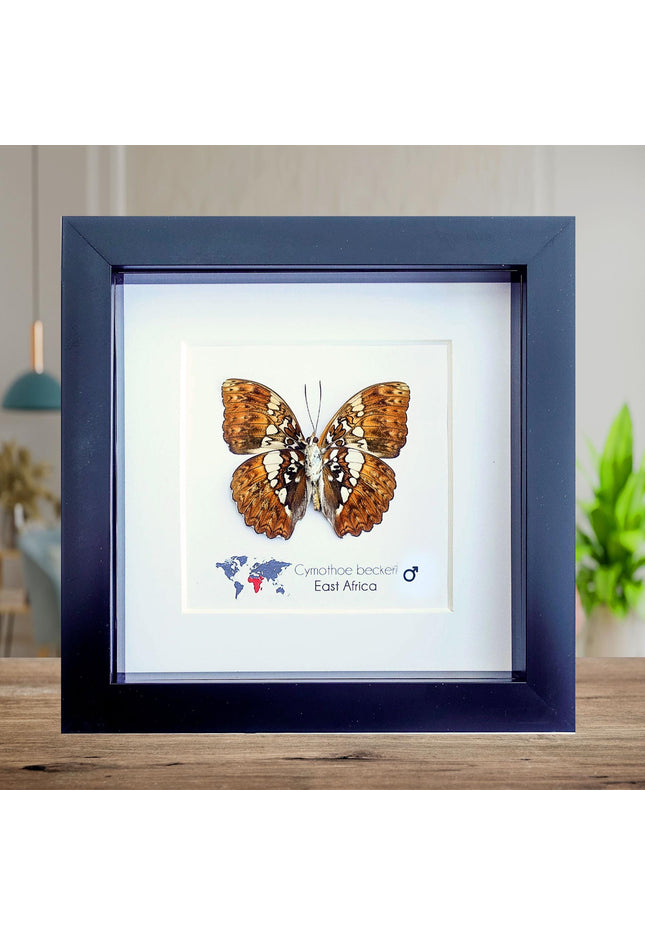 Framed Cymothoe Beckeri Butterfly, Taxidermy Entomology Wall Art