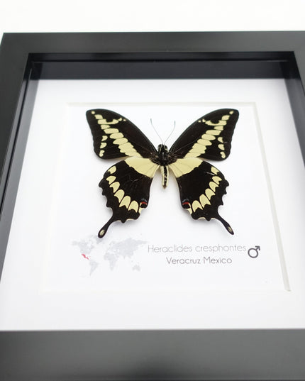 Framed Giant Swallowtail Butterfly, Taxidermy Entomology Wall Decor