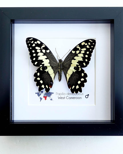 Framed citrus swallowtail butterfly - papilio demodocus - entomology wall art