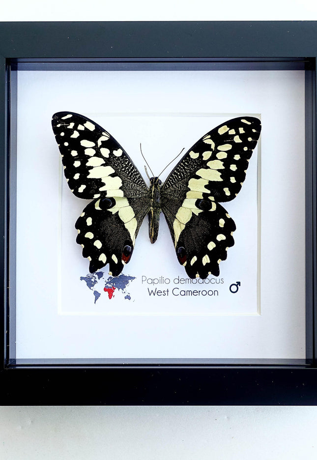 Framed citrus swallowtail butterfly - papilio demodocus - entomology wall art