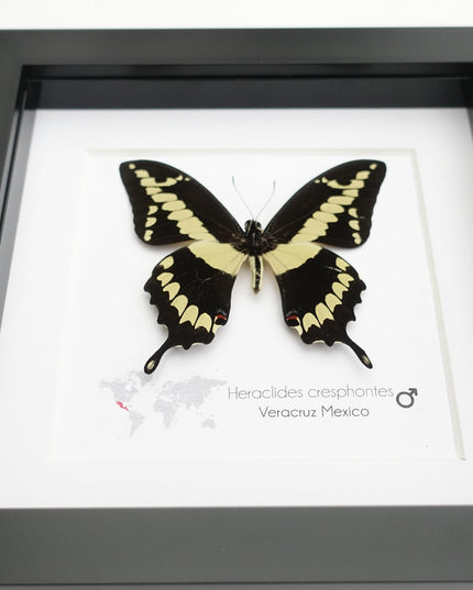 Framed Giant Swallowtail Butterfly, Taxidermy Entomology Wall Decor
