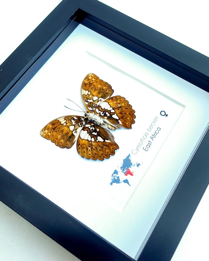 Framed Cymothoe Beckeri Butterfly, Taxidermy Entomology Wall Art