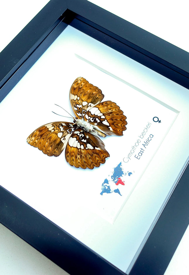 Framed Cymothoe Beckeri Butterfly, Taxidermy Entomology Wall Art