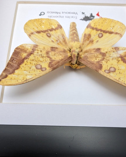 Framed Imperial Moth, Yellow Veracruz Specimen, 6" Shadowbox