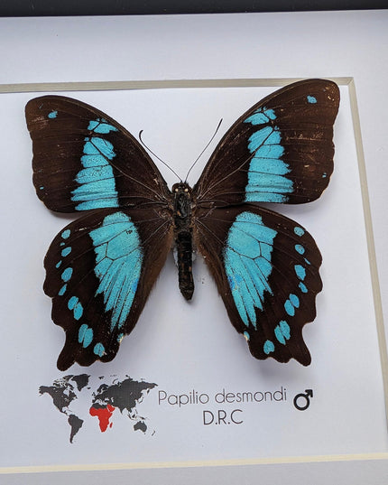 Papilio desmondi, the desmond's green-banded swallowtail, butterfly from africa, wall decor, taxidermy butterfly, entomology present