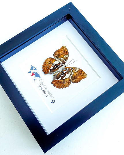 Framed Cymothoe Beckeri Butterfly, Taxidermy Entomology Wall Art