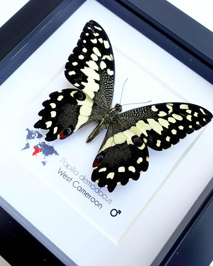 Framed citrus swallowtail butterfly - papilio demodocus - entomology wall art