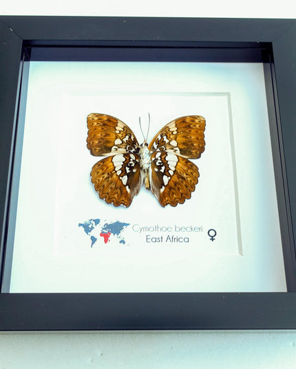 Framed Cymothoe Beckeri Butterfly, Taxidermy Entomology Wall Art