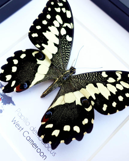 Framed citrus swallowtail butterfly - papilio demodocus - entomology wall art