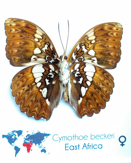 Framed Cymothoe Beckeri Butterfly, Taxidermy Entomology Wall Art
