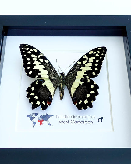 Framed citrus swallowtail butterfly - papilio demodocus - entomology wall art
