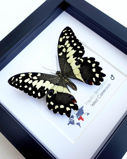 Framed citrus swallowtail butterfly - papilio demodocus - entomology wall art