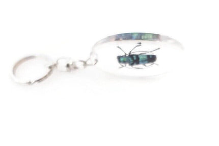 Teal Longhorn Beetle Keyring, Real Insect, Taxidermy Bug, Epoxy Keychain