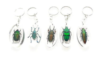 Teal Longhorn Beetle Keyring, Real Insect, Taxidermy Bug, Epoxy Keychain