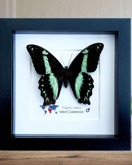 Framed Green-Banded Swallowtail Butterfly, Entomology Wall Art