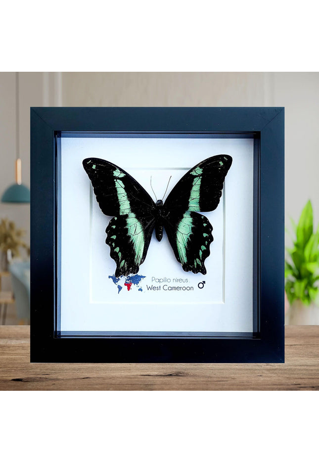Framed Green-Banded Swallowtail Butterfly, Entomology Wall Art