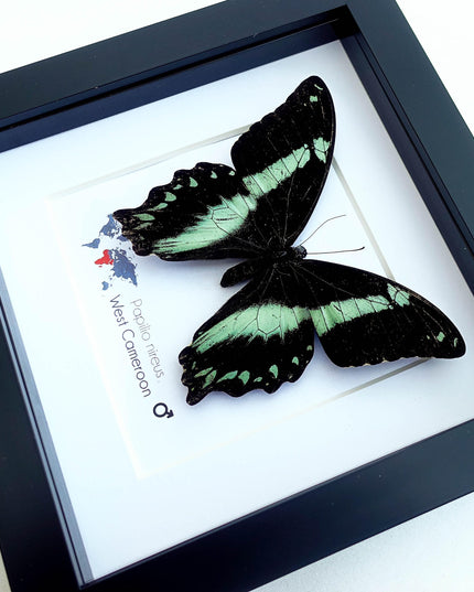 Framed Green-Banded Swallowtail Butterfly, Entomology Wall Art