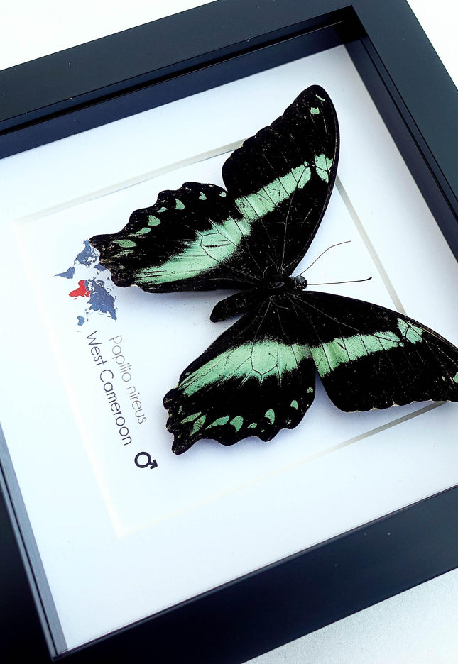 Framed Green-Banded Swallowtail Butterfly, Entomology Wall Art