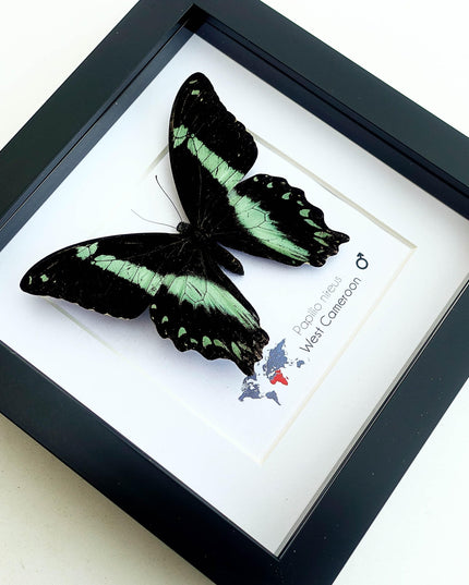 Framed Green-Banded Swallowtail Butterfly, Entomology Wall Art