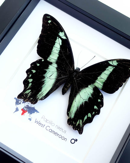 Framed Green-Banded Swallowtail Butterfly, Entomology Wall Art
