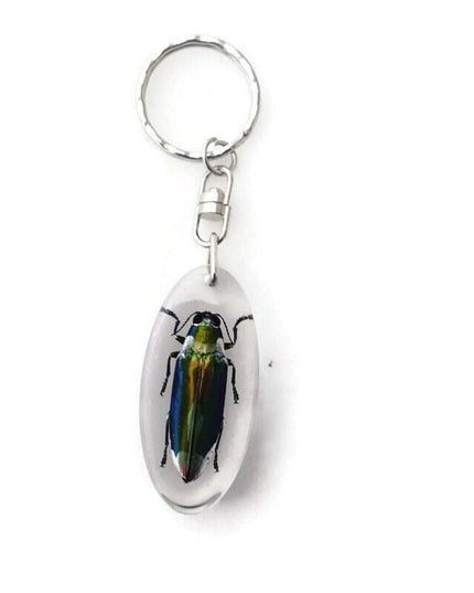 Chrysochroa aurora beetle resin keychain: metallic wood-boring bug