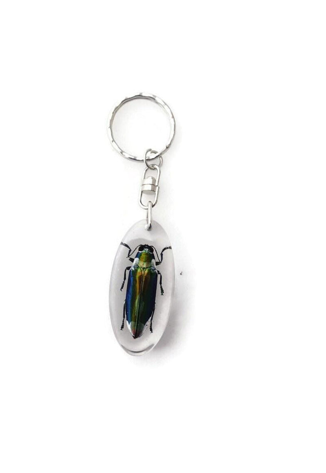 Chrysochroa aurora beetle resin keychain: metallic wood-boring bug