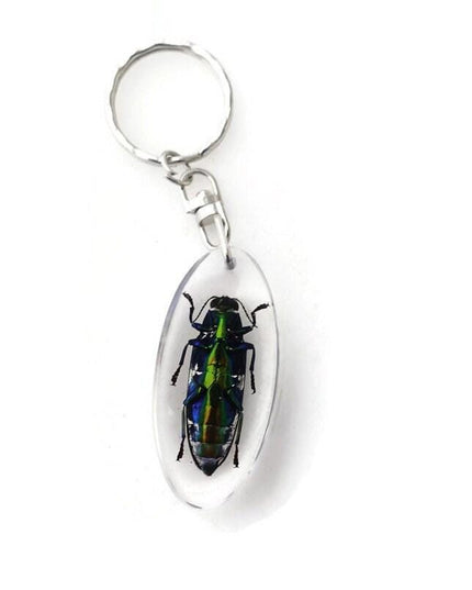 Chrysochroa aurora beetle resin keychain: metallic wood-boring bug
