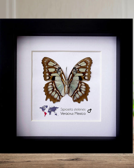 Framed Taxidermy Malachite Butterfly, Entomology Wall Decor