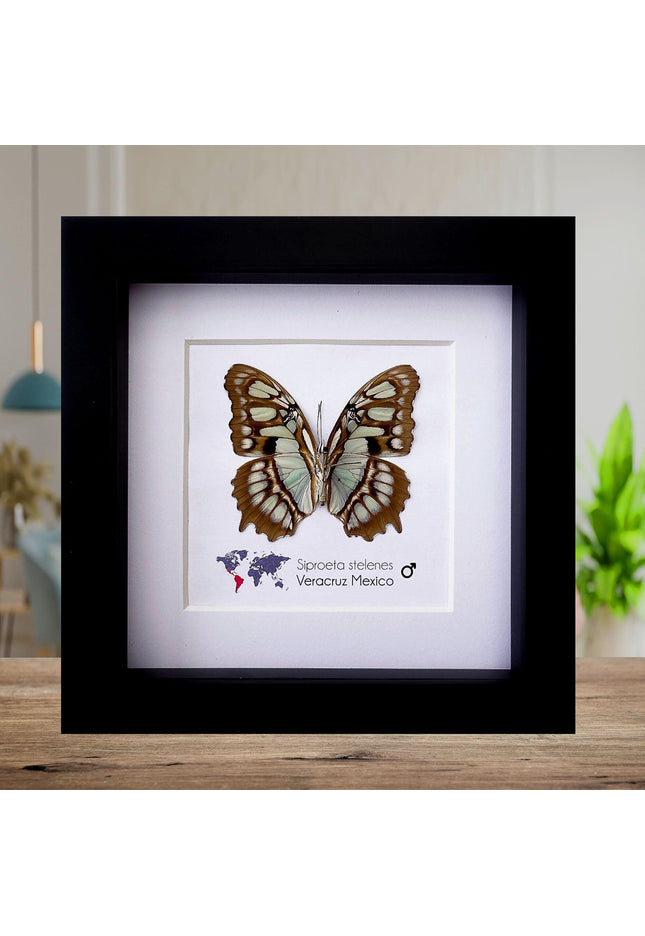 Framed Taxidermy Malachite Butterfly, Entomology Wall Decor