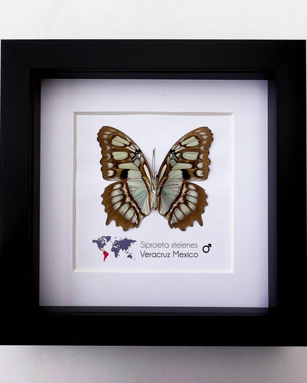 Framed Taxidermy Malachite Butterfly, Entomology Wall Decor